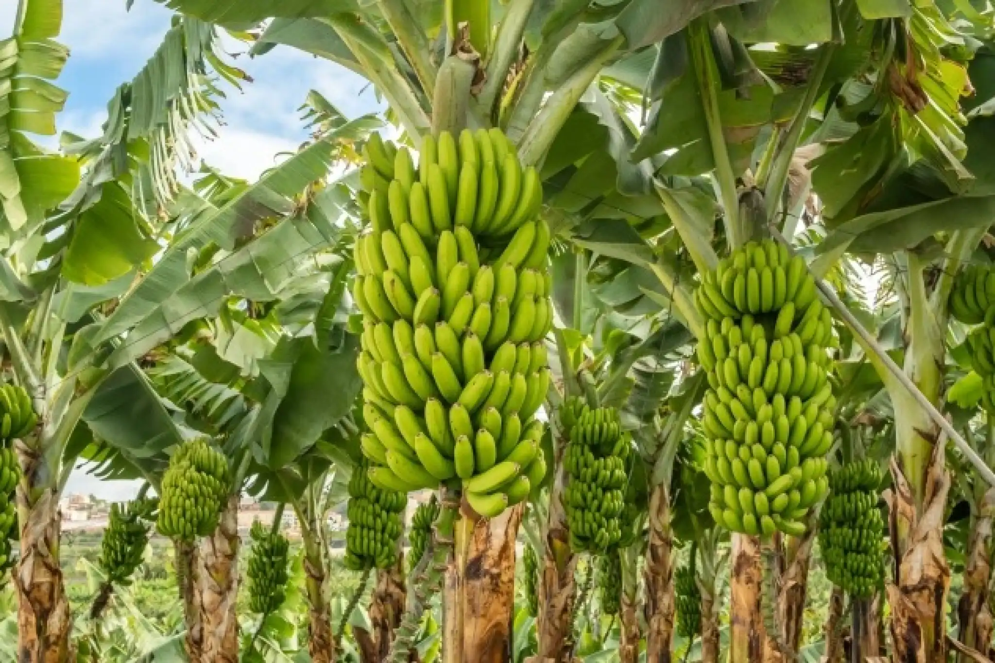 Global banana production and trade