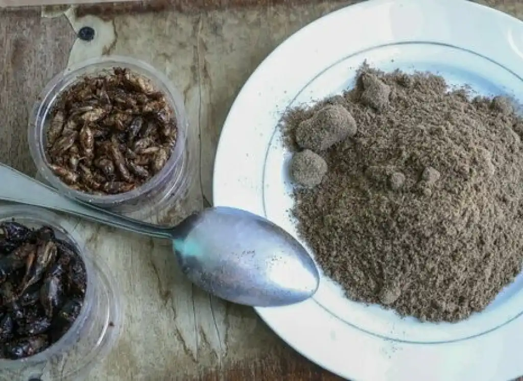Insect proteins: the public still says “no, thanks”