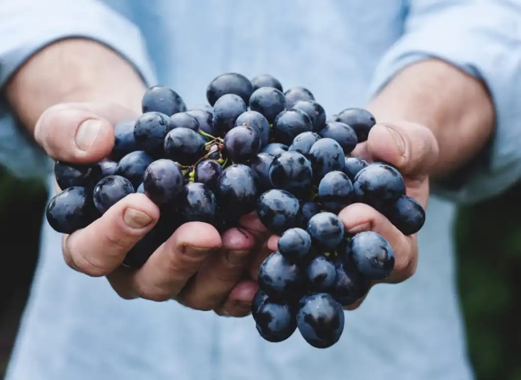 Climate change threatens the future of viticulture