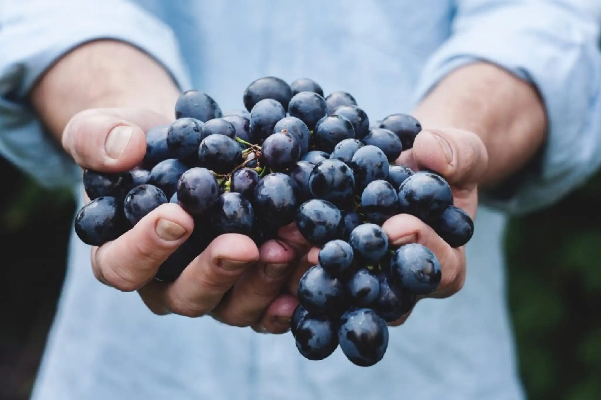 An alarming outlook for vines
