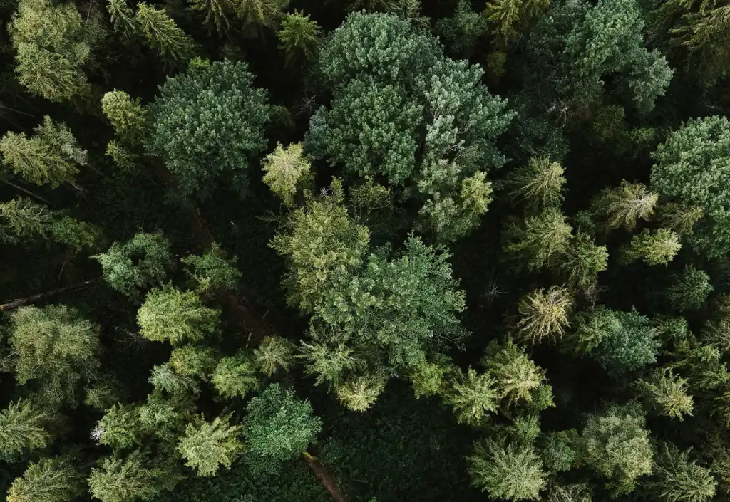 GoodFood Forest