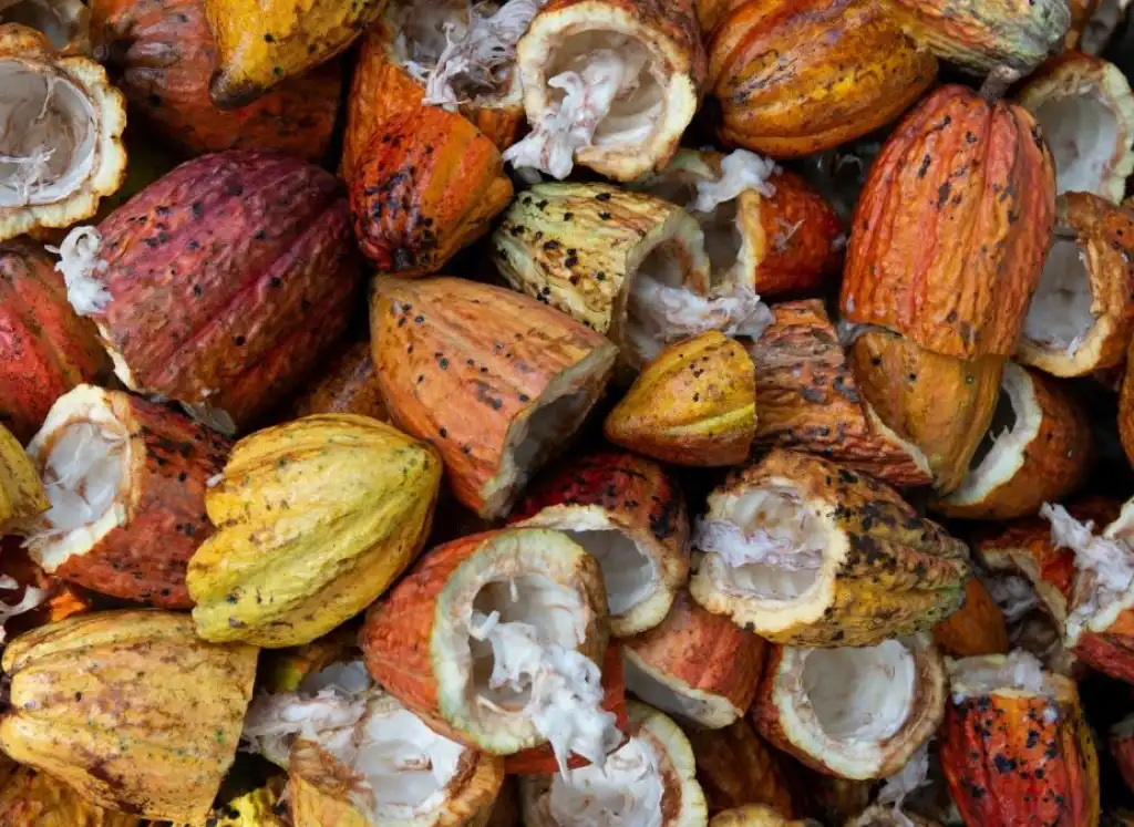 Cacao: crisi della filiera e soluzioni sostenibili per un futuro equo