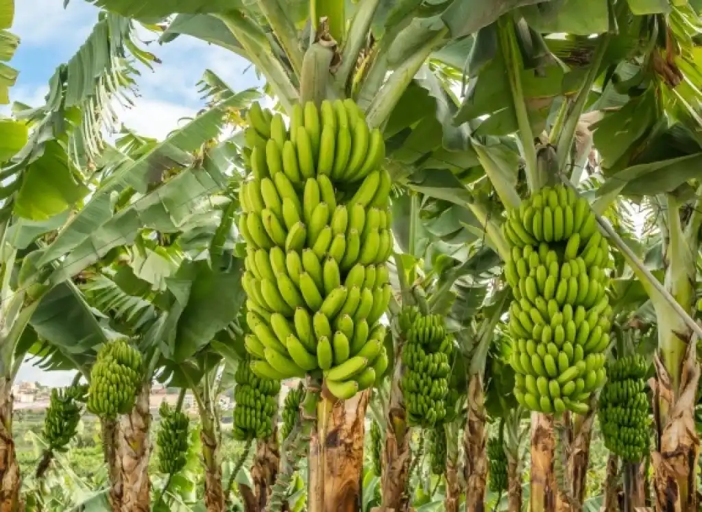 Presente e prospettive future per i coltivatori di banane