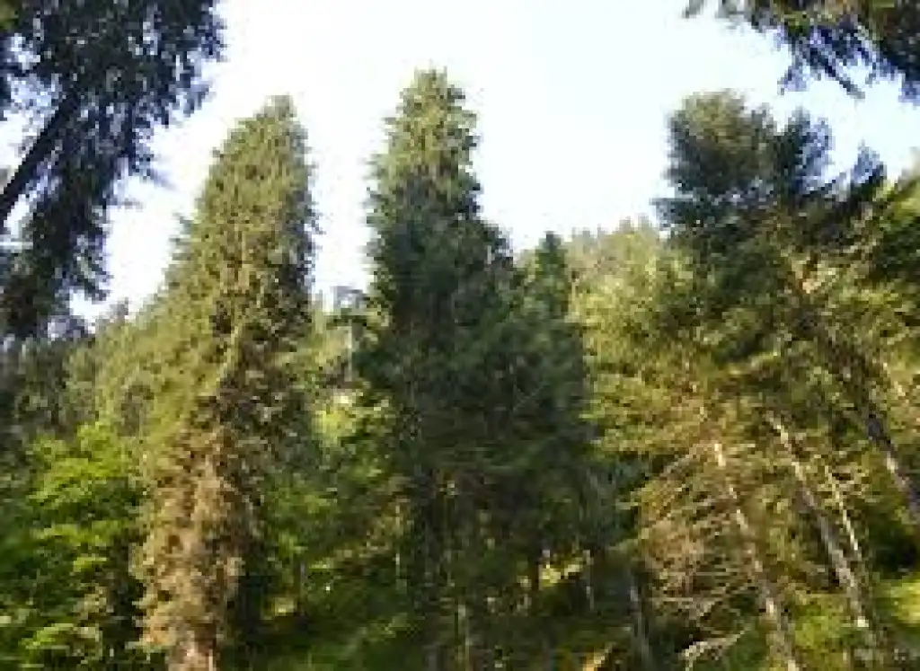 Altri 200 alberi: la GoodFood Forest arriva a 615 alberi!