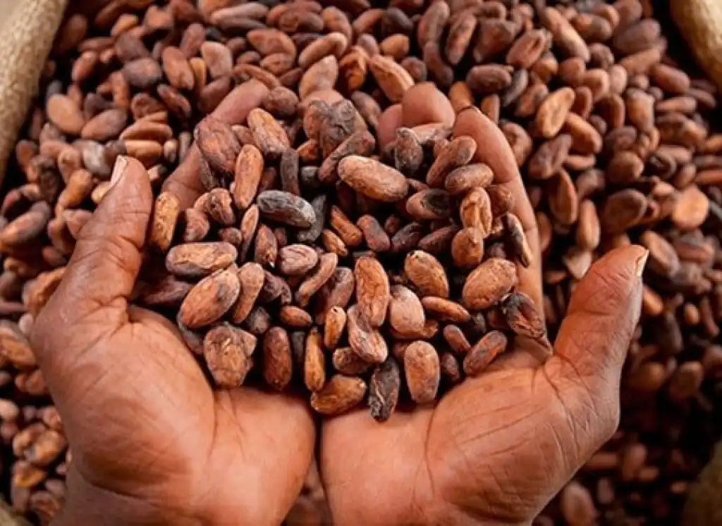 The unsustainability of the “cocoa system”