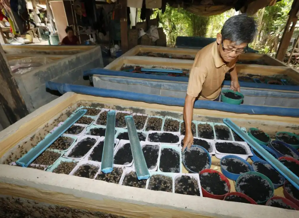 ENTOMOPHAGY: INSECTS AS ALLIES OF SUSTAINABILITY