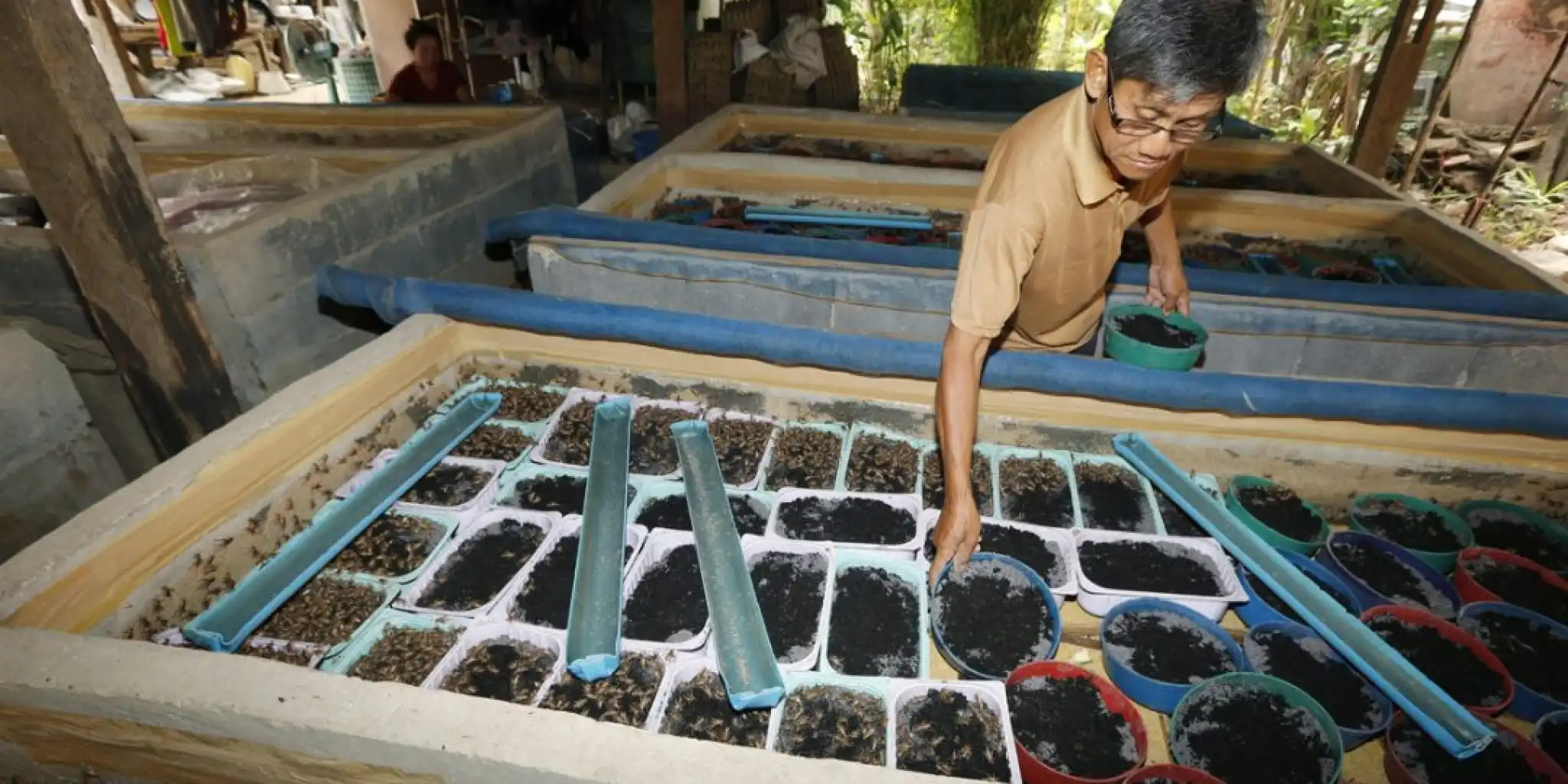 ENTOMOPHAGY: INSECTS AS ALLIES OF SUSTAINABILITY