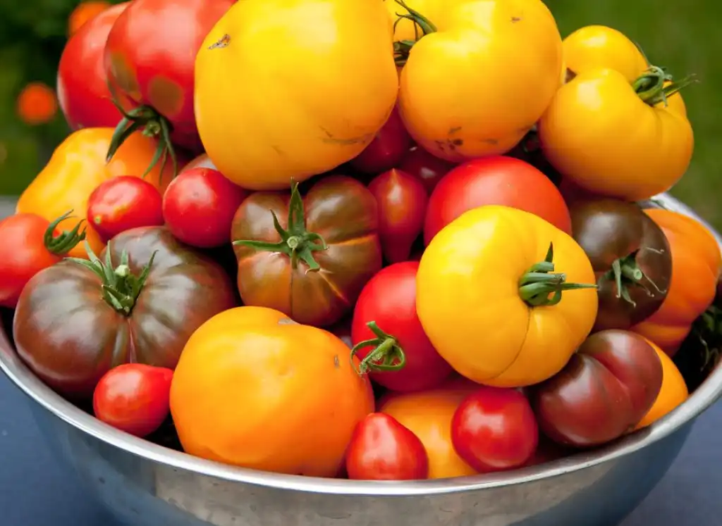 THE HISTORY OF THE TOMATO: ORIGINS AND EARLY USES OF THE “GOLDEN FRUIT”