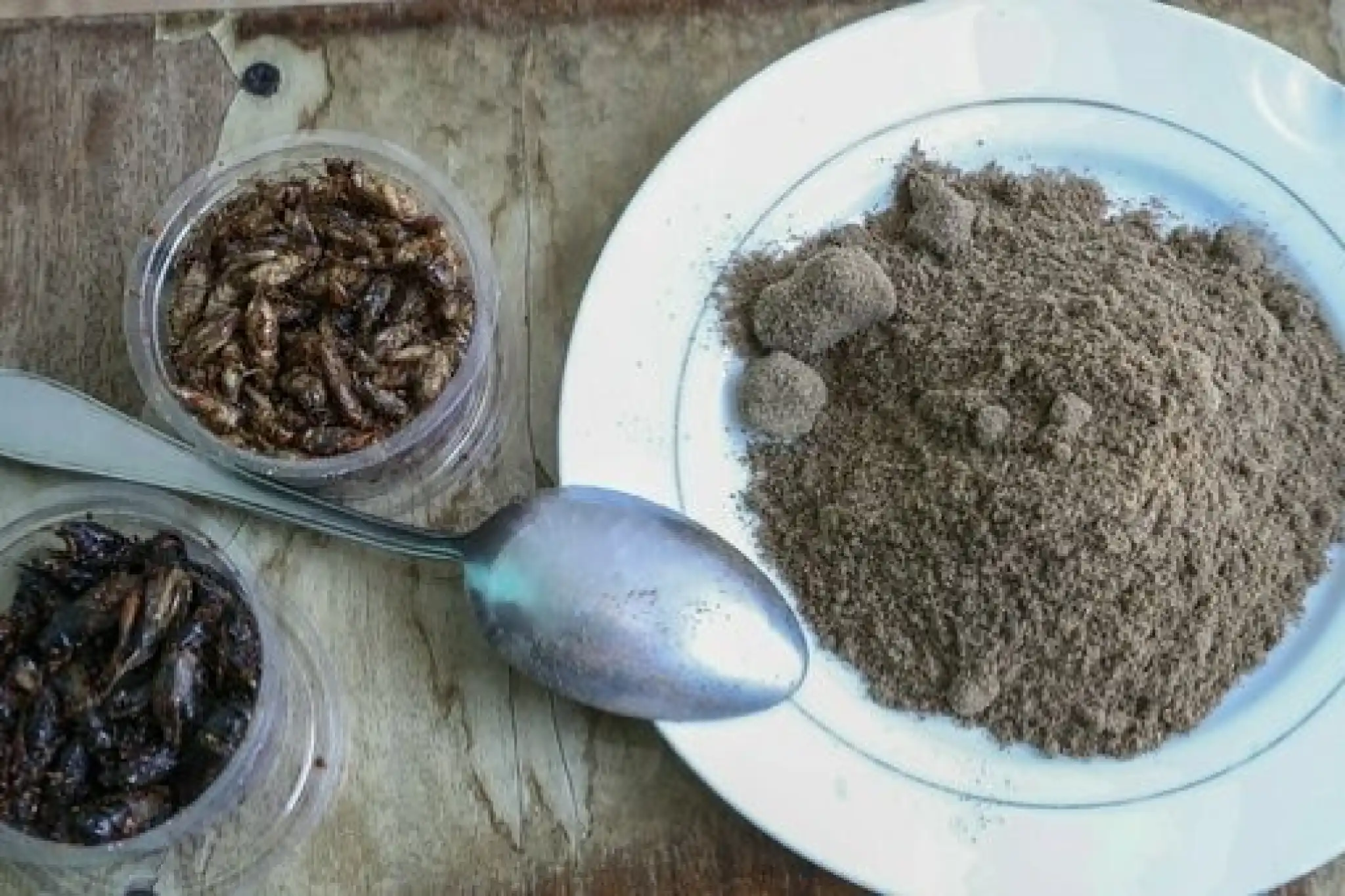 Proteine entomoderivate: «no, grazie»