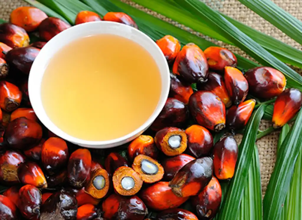 L’olio di Palma e la sua sostenibilità certificata R.S.P.O.