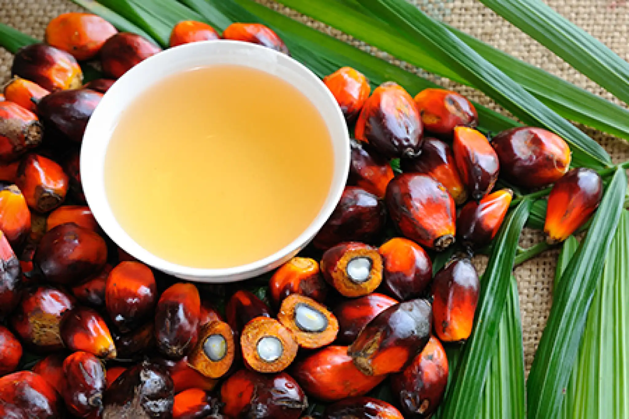 Olio di palma: uso diffuso e problematiche ambientali