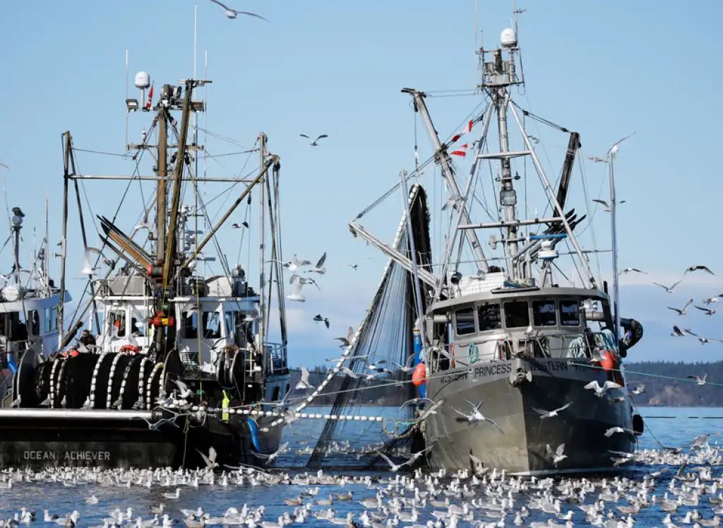 Sovrappesca in Europa: il caso delle aringhe e la sfida della gestione ecosistemica