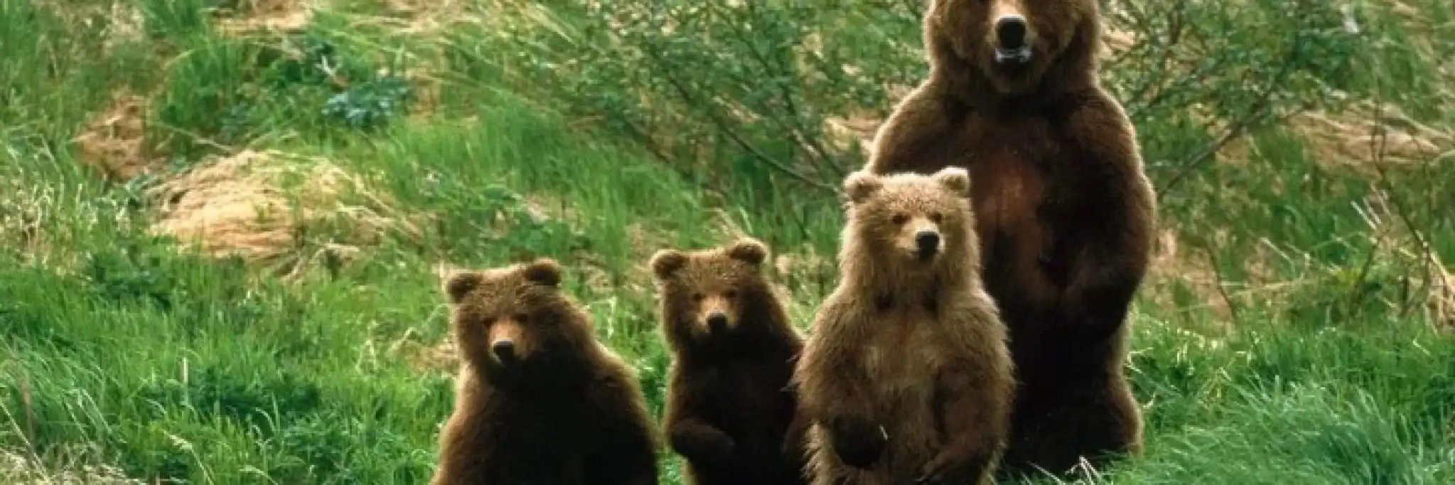 Scozia: verso una “Rewilding Nation”