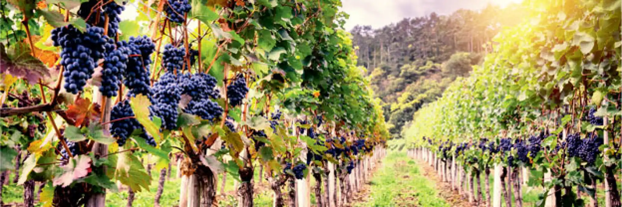 Qualità, quantità e “migrazioni” del vino